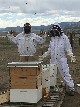Bee Keepers at the Everson Ranch - Cherrye O'Donal